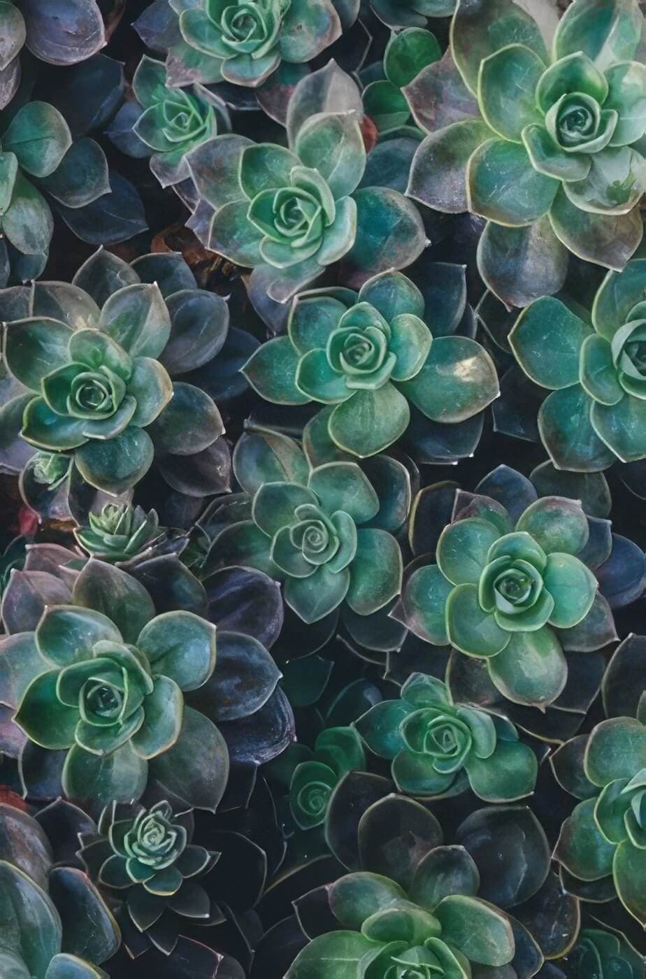 Succulent Macro Upscale